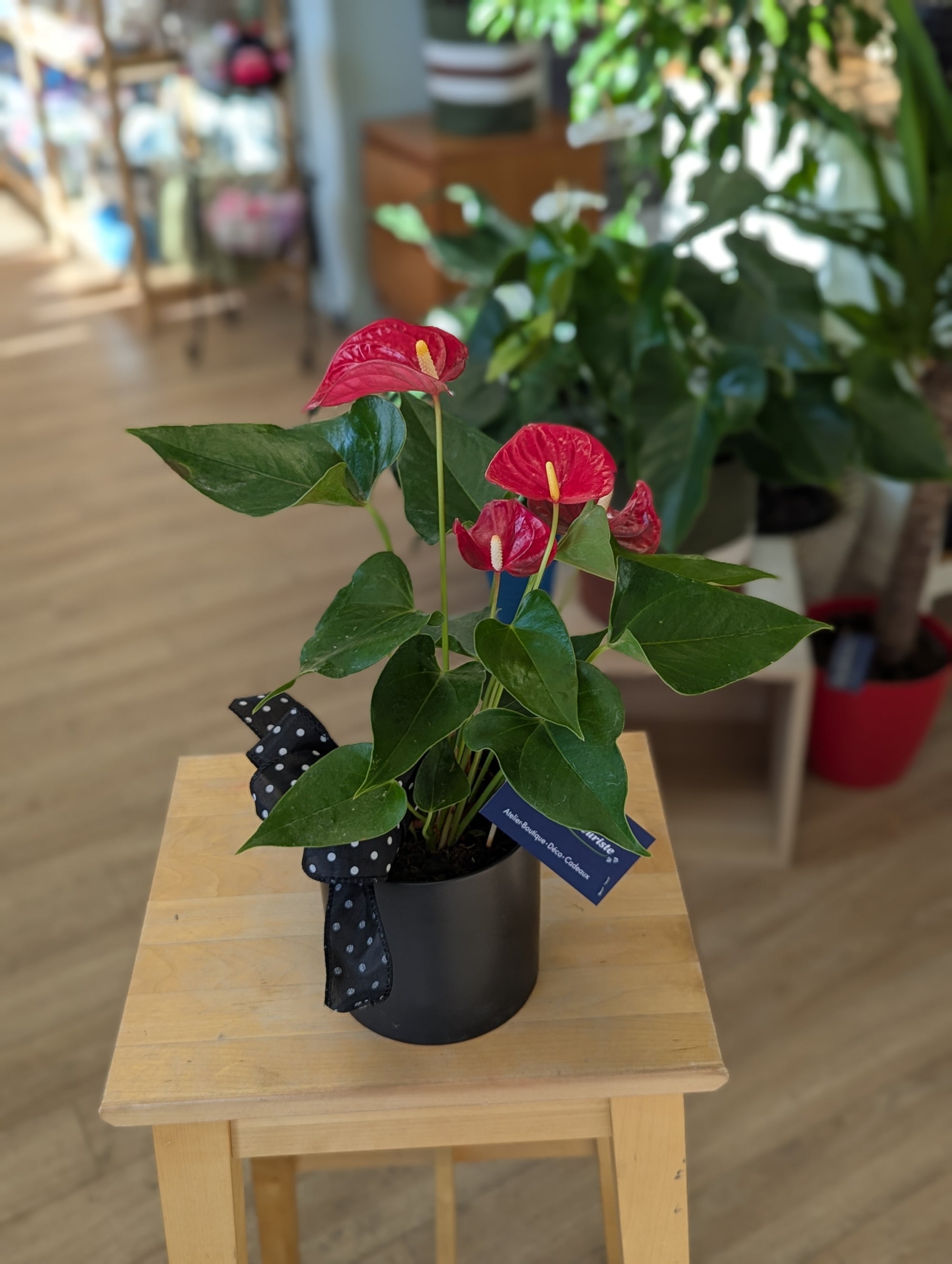 Anthurium - 5 po