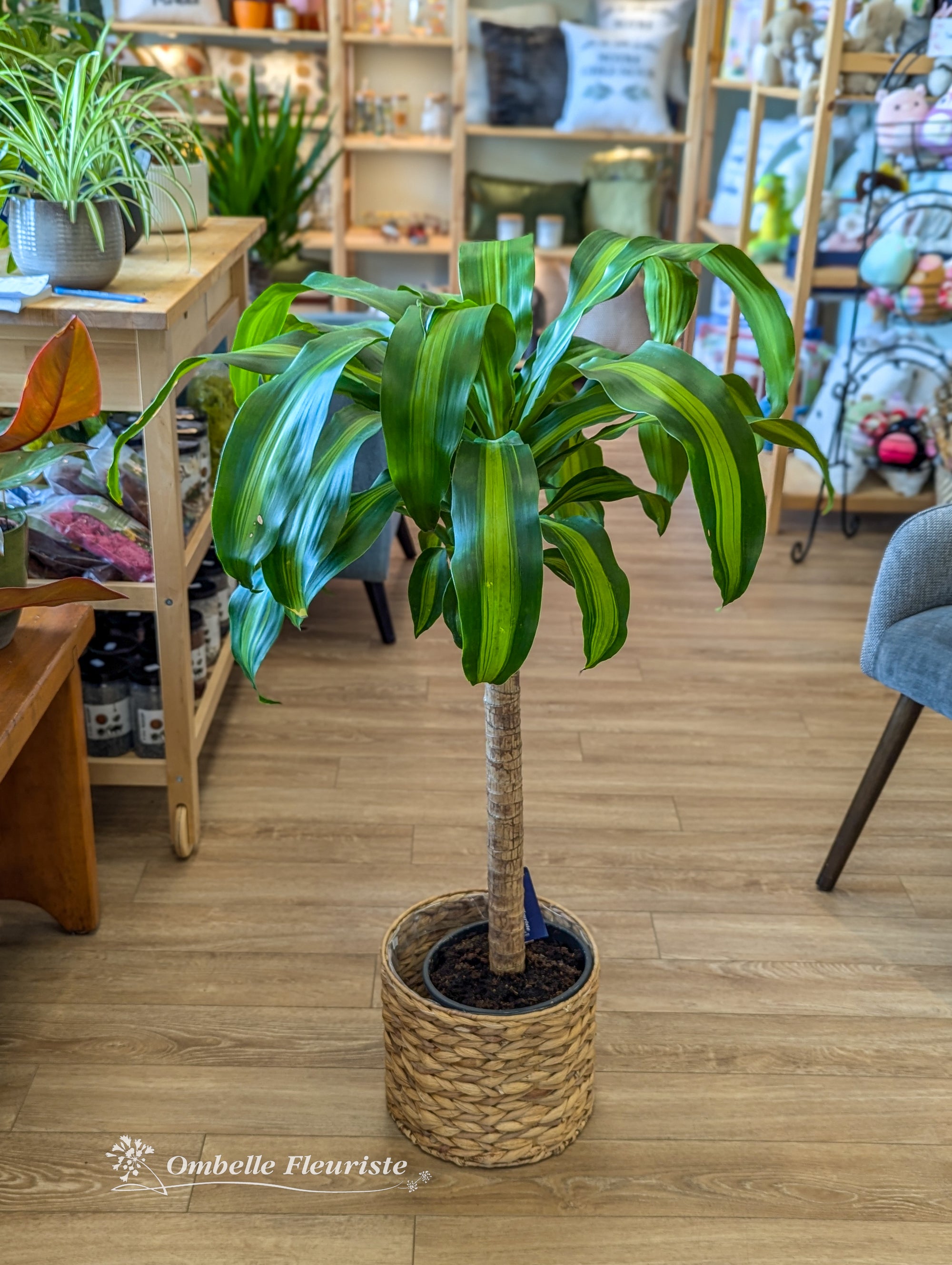 Dracaena Lemon Lime - 8 po