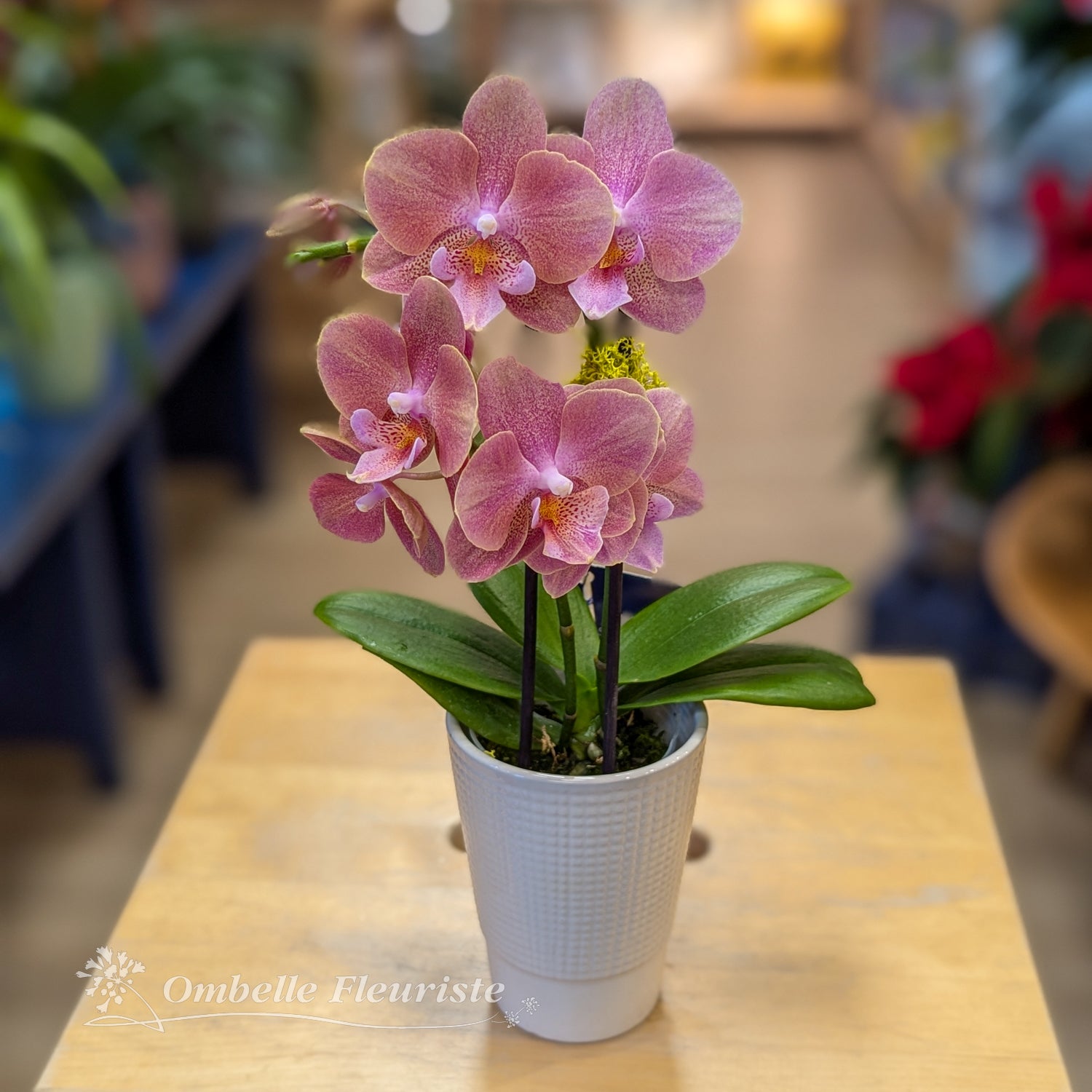 Orchidée mini - 3,5 po (cultivée au Québec)