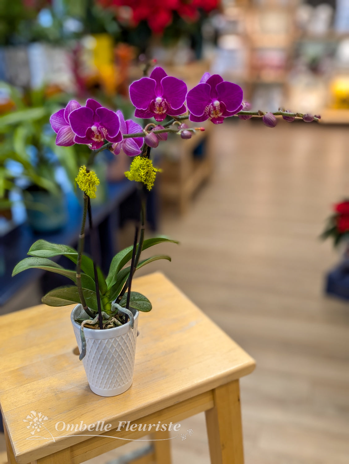 Orchidée mini - 3,5 po (cultivée au Québec)