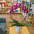 Orchidée Phalaenopsis en cerceau - 5 po
