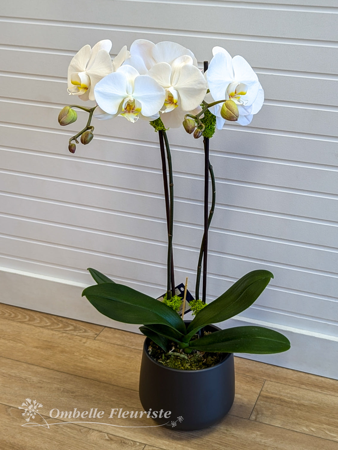 Orchidée Phalaenopsis - 5 po (cultivée au Québec)