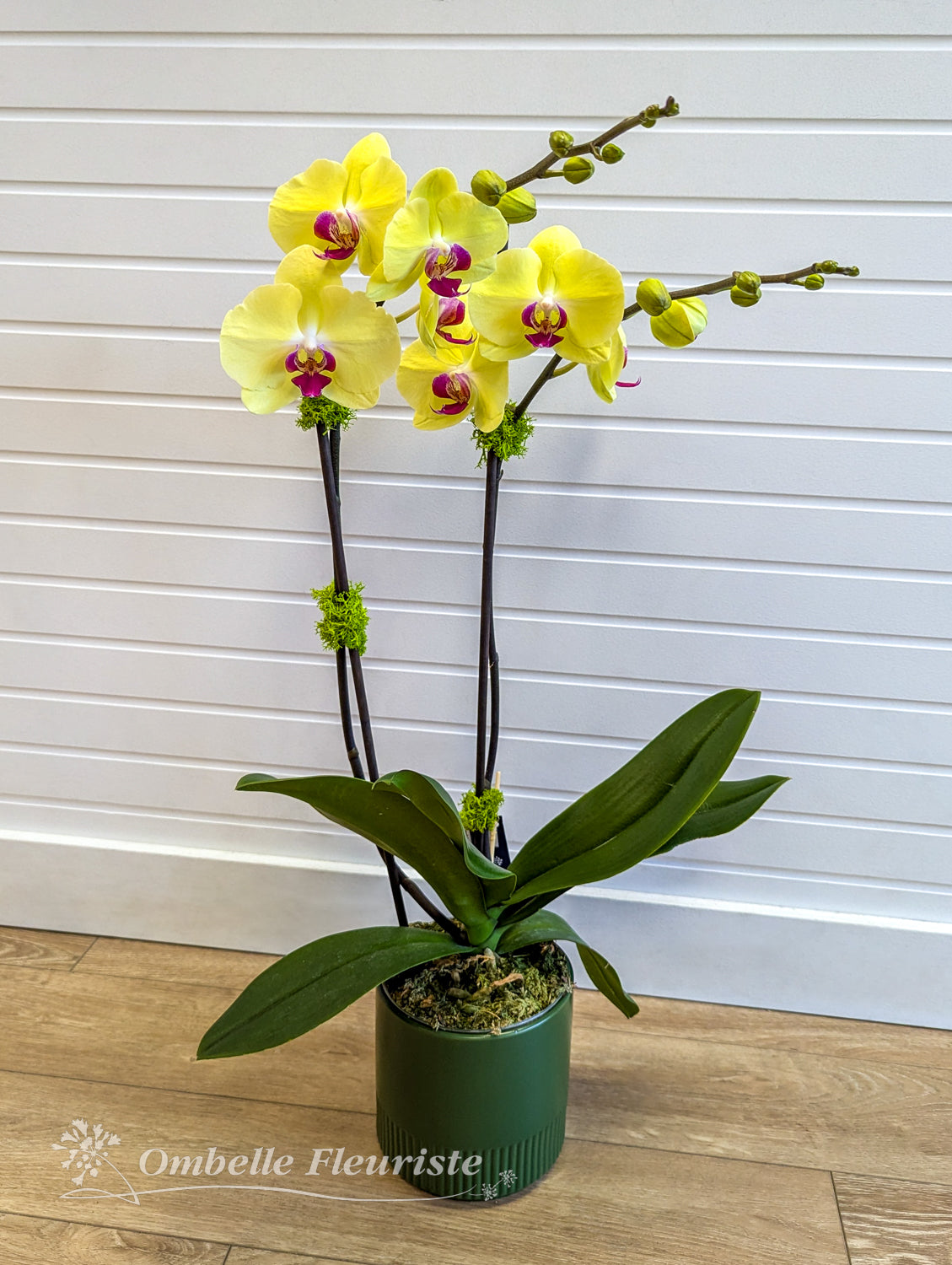 Orchidée Phalaenopsis - 5 po (cultivée au Québec)