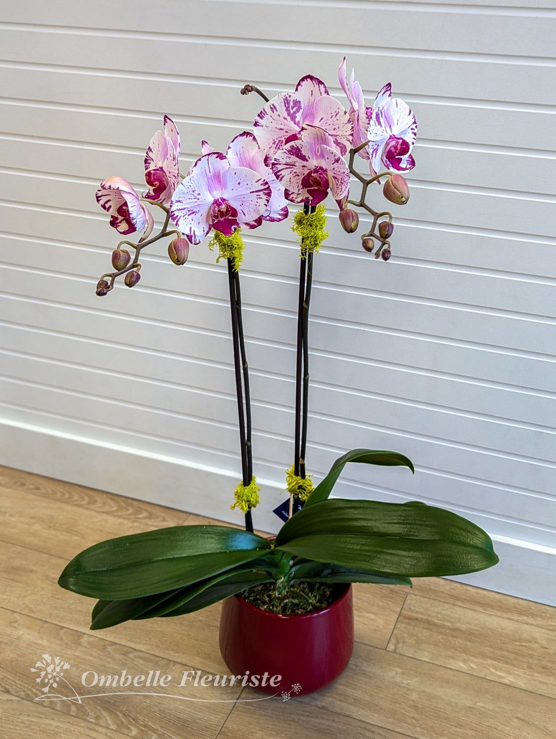 Orchidée Phalaenopsis - 5 po (cultivée au Québec)