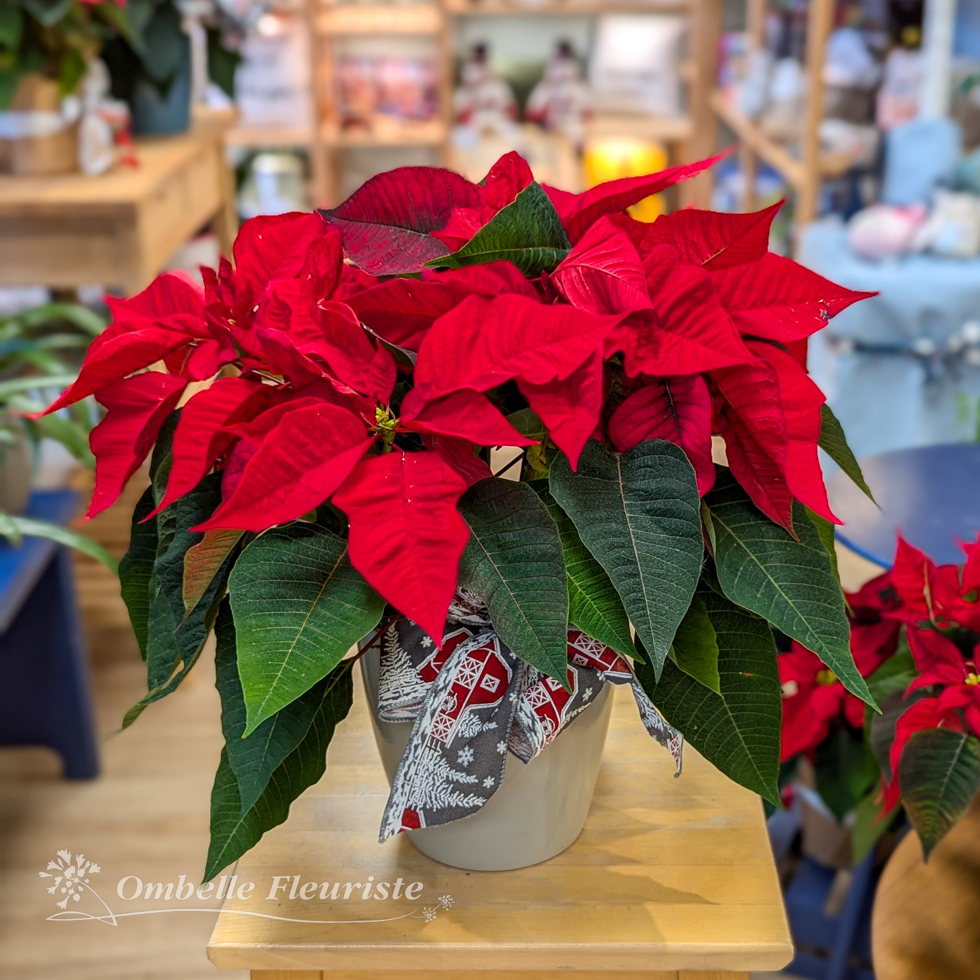 Poinsettia 6 po - La potée fleurie de Noël