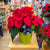 Poinsettia 6 po - La potée fleurie de Noël