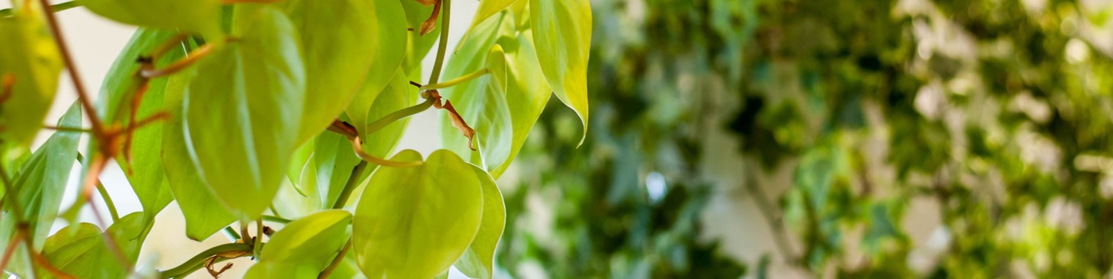 Conseil d'entretient des plantes au fleuriste Longueuil