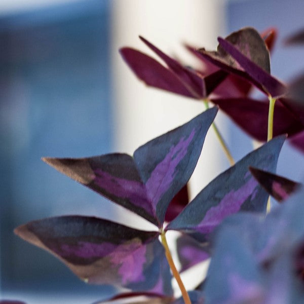 Plantes colorés au fleuriste Longueuil