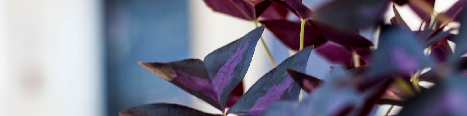 Plantes colorés au fleuriste St-Bruno